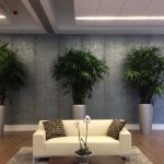 interior plant maintenance